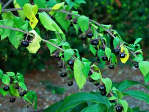 Belladonna berries