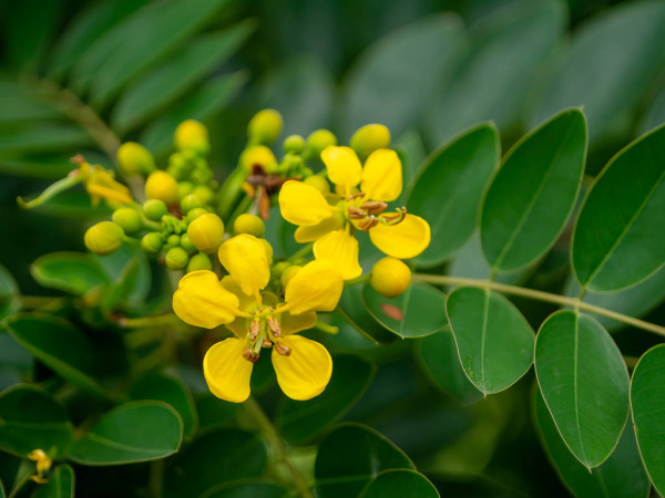 Séné, Cassia senna, Phytothérapie